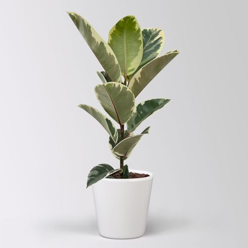 Gummibaum 'Tineke' in Keramiktopf Dallas weiß, Topf-Ø 17 cm, Höhe ca. 55 cm