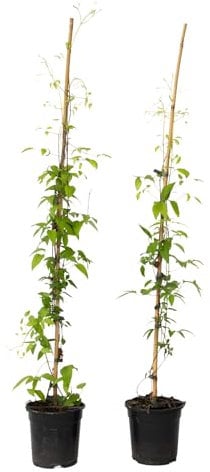 Plant in a Box - Waldrebe - 2 Stück - Clematis 'Hagley Hybrid' - Höhe 100-120cm - ⌀17cm