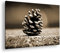Leinwandbild Kleine Tannenzapfen schmücken den Waldboden Format: 70x50cm Effekt:Sepia XXL Kunstdruck Bild auf Holzrahmen/Wandbild/Wohnzimmer Dekoration