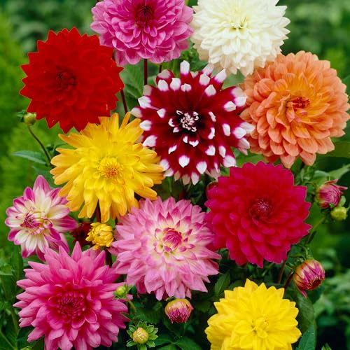 Dekorative Dahlien Knollen - Gemischtes Set Prachtvolle Gartenblumen (8 Knollen) - Blumenzwiebeln Mix Größe II - Schnittblumen für Garten & Vase - Bienenfreundlich - Blütezeit Juni bis September