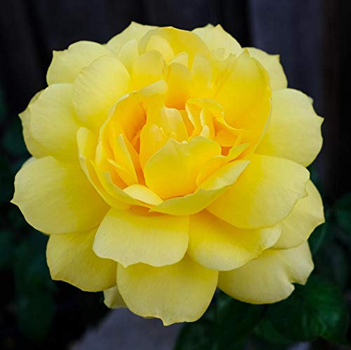 Rose Bush Gold Glow, Garden Plants & Flowers
