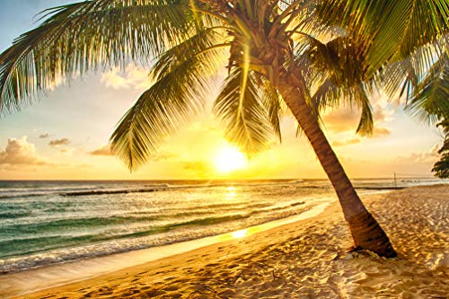 KARIBIK Fototapete VLIES-500x280 cm (605A)-Natur Meer Dünen Strand Sonnenuntergang Palmen Wandtapete-Inkl. Kleister-Vliestapete Bild Dekoration Wand-Dekor Moderne Motiv-Tapete Panorama Poster XXL