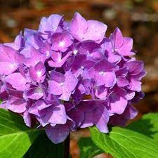 Neue frische 100 blaue Hortensien-Blumensamen, Bonsai-Baum, brauchen fast keine Pflege,