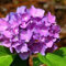 Neue frische 100 blaue Hortensien-Blumensamen, Bonsai-Baum, brauchen fast keine Pflege,