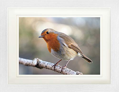 1art1 Vögel Poster Rotkehlchen Auf Einem AST Gerahmtes Bild Mit Edlem Passepartout | Wand-Bilder | Im Bilderrahmen 40x30 cm