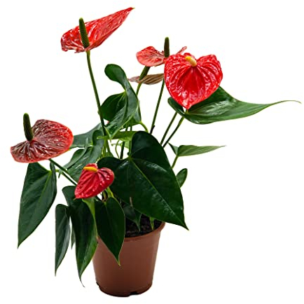 Flamingoblume, (Anthurium), pflegeleichte Zimmerpflanze, im 12cm Topf, (Rot, Sorte: Red Champion)