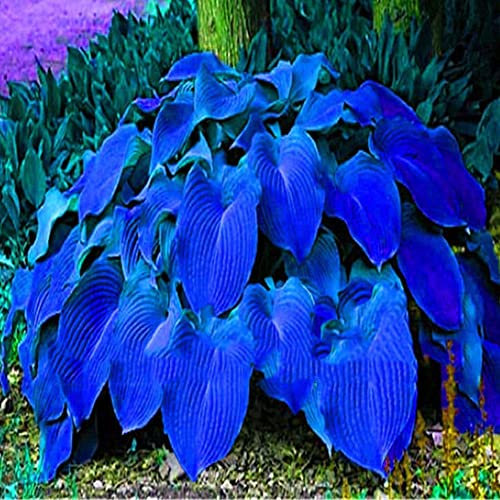 Haloppe 200 Pz Hyacinthus Orientalis Piante Semi per la Piantagione del Giardino di Casa, Semi di Hosta Plantaginea Piantaggine Profumata Pianta Bonsai Decorazione del Giardino di Casa Semi