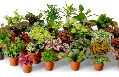 Terrarium Plant Mix, Plants Perfect for Terrariums, Random Selection Terrarium Plants, Indoor Plants, Baby Plants, Small Mixed Terrarium Plants (Mix of 3)