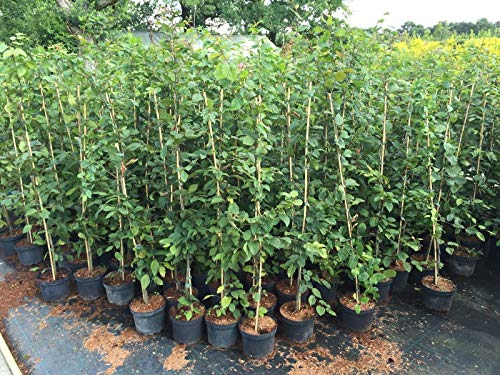 Hainbuche, Buchhecke, Hecke, in Containern angebaut ca. 100cm