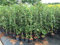 Hainbuche, Buchhecke, Hecke, in Containern angebaut ca. 100cm