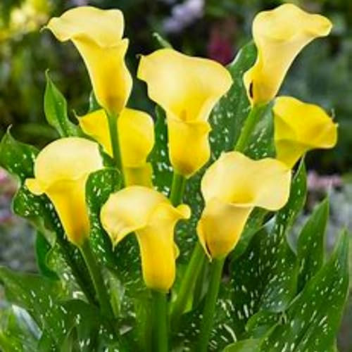 Elegante Calla-Lilie, seltene Farbe, winterharte Qualitätszwiebel, mehrjährig, Dekoration für Gärten und Innenräume-2 zwiebeln-B