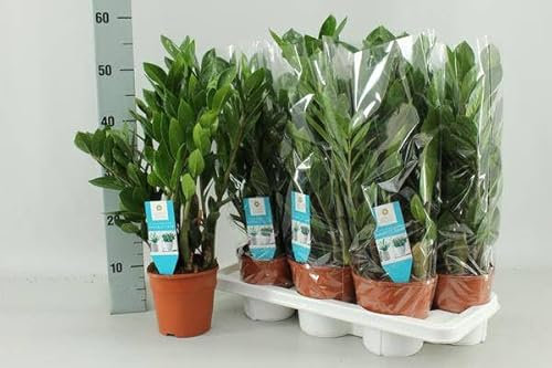 Zamioculcas Zamiifolia, diamètre : 14 cm, 55 cm