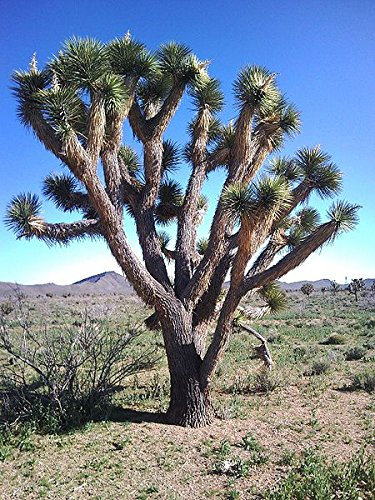 5 Joshua Tree palmier Yucca l'Ouest Blanc Fleurs Artificielles Cactus Graines