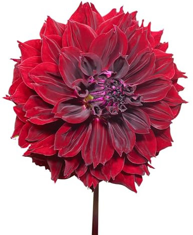 The Bulb Farmers - 14 x Dahlien knollen 'Dark Fubuki' - Lila - Blumenzwiebeln direkt vom Züchter - Frühjahrsblüher - Zwiebelgröße 1 (die optimale Größe für den Garten) - Secure Shopping