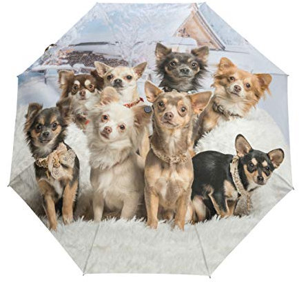 My Daily Niedlicher Chihuahua-Regenschirm für Reisen, automatisches Öffnen/Schließen, leicht, kompakt, winddicht