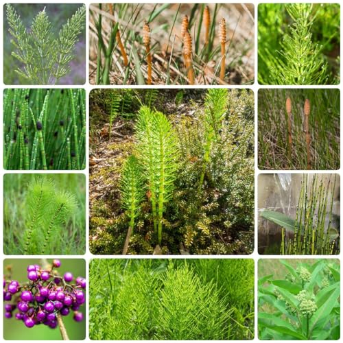 500 Pcs Winterschachtelhalm Pflanze Samen - Equisetum Hyemale - Immergrüne Winterharte Sträucher, Hängepflanze Wilde Kräuter Ziergras Teichpflanzen Samen, Küchenkräuter Bonsai Samen