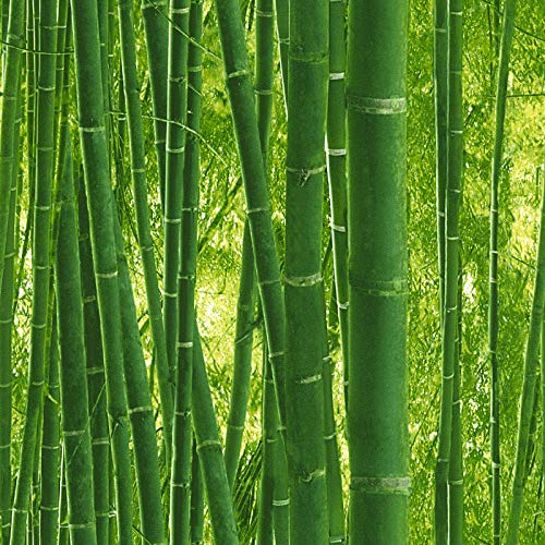 Bambus-Tapete Grün | tropische Tapete smagragdgrün mit Bambus | asiatische Papiertapete Bambus-Wald für Wohnzimmer und Flur!