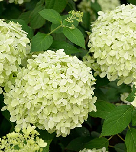 Rispenhortensie Little Fresco® 40-60cm - Hydrangea paniculata - lebende Gartenpflanze aus den Baumschulen