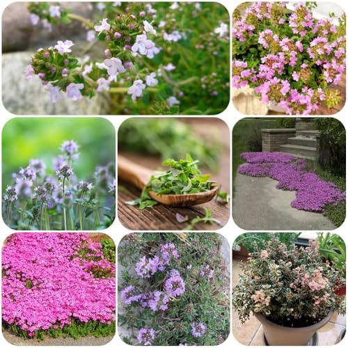 Thymian BodendeckerSamen, wildblumensamen garten teppich thymian, herbstblumen winterhart gartendeko für draußen bodendecker exotische 500pcs