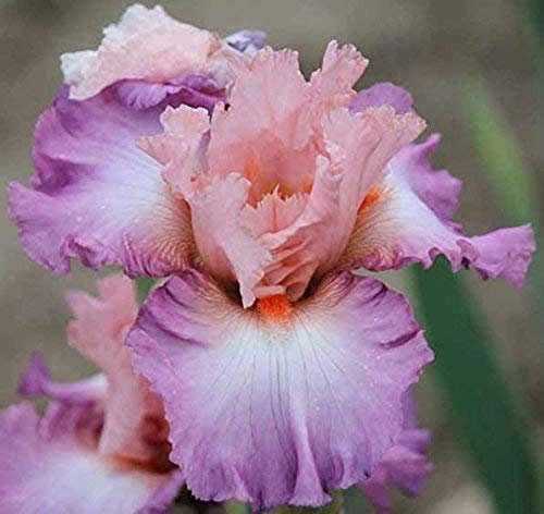 Iris Bulbi Tuber Pleine Vitalité Elegante fiore lampadine incantevole scenario 4 lampadine