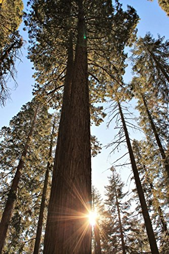 Giant Sequoia Tree Journal: 150 page lined notebook/diary
