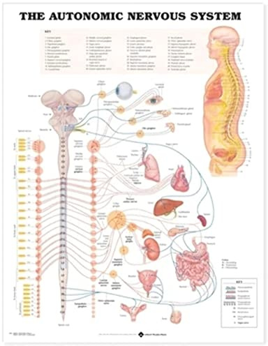 The Autonomic Nervous System