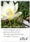 Sprüche und Weisheiten für´ s Jahr (Wandkalender 2025 DIN A4 hoch), CALVENDO Monatskalender: Blumen und Sprüche (CALVENDO Natur)