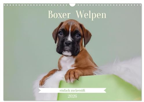 Boxer Welpen einfach zuckersüß (Wandkalender 2026 DIN A3 quer), CALVENDO Monatskalender: Lass dich von den süßesten Boxerwelpen verzaubern, die mit ... dein Herz erobern. (CALVENDO Tiere)