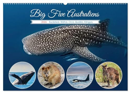 Big Five Australiens Buckelwal, Walhai, Orca, Quokka,Känguru (Wandkalender 2026 DIN A2 quer), CALVENDO Monatskalender: Die Big Five Australiens ... des Landes wider und sind of (CALVENDO Tiere)