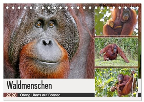 Waldmenschen - Orang Utans auf Borneo (Tischkalender 2026 DIN A5 quer), CALVENDO Monatskalender: Orang Utans - Begegnungen auf Borneo (CALVENDO Tiere)