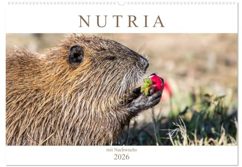 NUTRIA mit Nachwuchs (Wandkalender 2026 DIN A2 quer), CALVENDO Monatskalender: Nutria hautnah (CALVENDO Tiere)