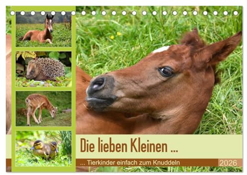Die lieben Kleinen ... Tierkinder einfach zum Knuddeln (Tischkalender 2026 DIN A5 quer), CALVENDO Monatskalender: Knuddelige Tierkinder - wunderschöne Fotos vom Nachwuchs (CALVENDO Tiere)
