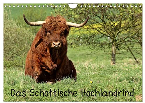 Das Schottische Hochlandrind (Wandkalender 2026 DIN A4 quer), CALVENDO Monatskalender: Schottische Hochlandrinder in vielen Farbschlägen, Kühe, Bullen ... ungewöhnlichen Aufnahmen. (CALVENDO Tiere)