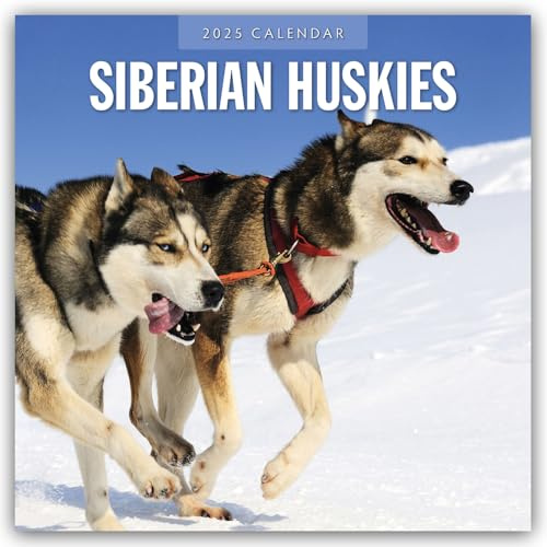 Siberian Huskies – Sibirischer Husky – Sibirische Huskys 2025 – 16-Monatskalender: Original Red Robin Publishing Ltd-Kalender [Mehrsprachig] [Kalender] (Wall-Kalender)