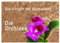 Die Königin der Blumenwelt, die Orchidee (Wandkalender 2025 DIN A2 quer), CALVENDO Monatskalender