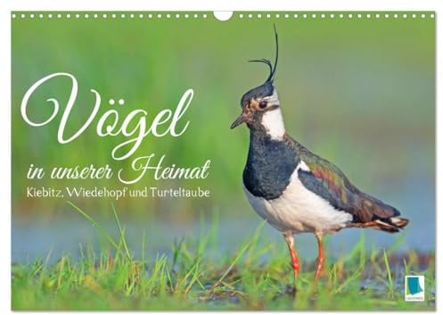 Vögel in unserer Heimat: Kiebitz, Wiedehopf und Turteltaube (Wandkalender 2026 DIN A3 quer), CALVENDO Monatskalender: Nahaufnahmen lassen das Herz jedes Vogelfreundes höher schlagen (CALVENDO Tiere)
