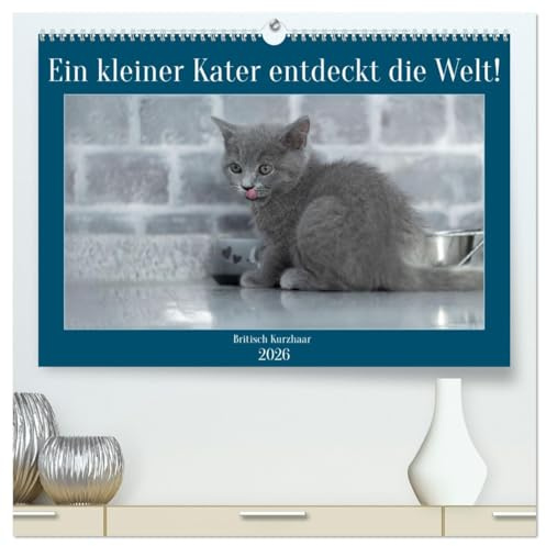 Ein kleiner Kater entdeckt die Welt! (hochwertiger Premium Wandkalender 2026 DIN A2 quer), Kunstdruck in Hochglanz: Emotionale Fotos vom BKH Baby Kater (CALVENDO Tiere)