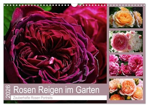 Rosen Reigen im Garten (Wandkalender 2026 DIN A3 quer), CALVENDO Monatskalender: Zauberhafte Rosen Portraits (CALVENDO Natur)