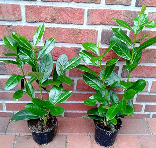 Prunus Novita Kirschlorbeer Pflanzen, 20 Stück, Höhe: 30-40 cm ab Topf, Topfvolumen: 1,3 Liter, Immergrün, Winterhart