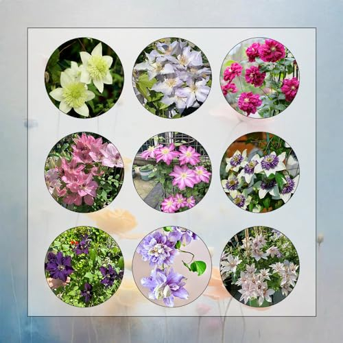 5 Pcs Clematis Pflanzen Zwiebeln - Winterharte Pflanzen Für Garten, Balkonblumen Clematis Winterhart Zwiebel (Clematis Florida) Blumen Geschenk, Deko Wohnzimmer Frühlingsblüher Zwiebeln