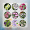 5 Pcs Clematis Pflanzen Zwiebeln - Winterharte Pflanzen Für Garten, Balkonblumen Clematis Winterhart Zwiebel (Clematis Florida) Blumen Geschenk, Deko Wohnzimmer Frühlingsblüher Zwiebeln