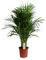 Dypsis Lutescens (Areca) - Goldfruchtpalme - Zimmerpflanze - Ø21cm - ↑100cm