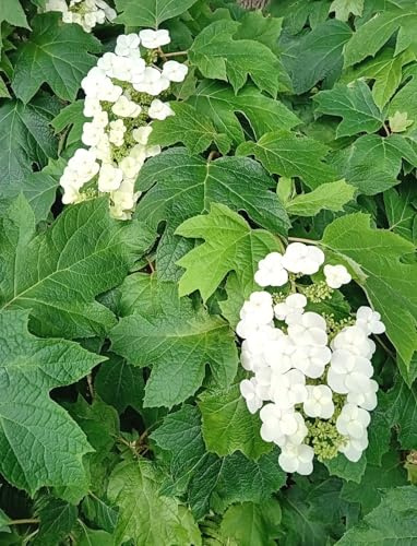 Hortensie Hydrangea quercifolia Snowflake Eichenblatthortensie 60-80 cm