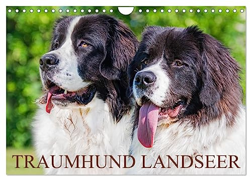 Traumhund Landseer (Wandkalender 2026 DIN A4 quer), CALVENDO Monatskalender: Landseer - diese faszinierenden Hunde präsentiert die Tierfotografin ... in 13 bezaubernden Bildern. (CALVENDO Tiere)