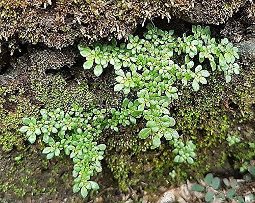 Portal Cool Samen Paket: Blühgröße Topf: Pilea Artillerie Seltene wurzelnackte oder vergossene rarium Zimmer