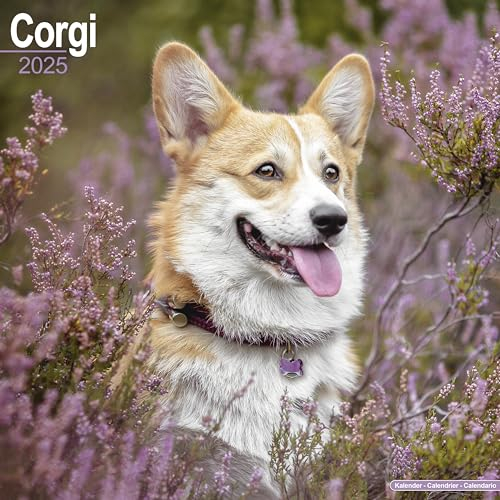 Welsh Corgi 2025 - 16-Monatskalender: Original Avonside-Kalender [Mehrsprachig] [Kalender] (Wall-Kalender)