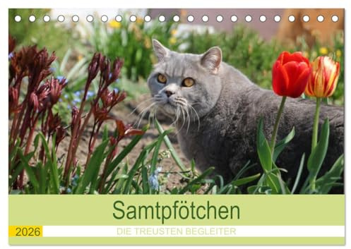 Samtpfötchen - Die treusten Begleiter 2026 (Tischkalender 2026 DIN A5 quer), CALVENDO Monatskalender: Dieser Katzenkalender blättert im Jahr 2022 für ... Monat eine neue Katze auf. (CALVENDO Tiere)