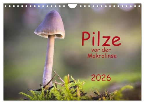 Pilze vor der Makrolinse 2026 (Wandkalender 2026 DIN A4 quer), CALVENDO Monatskalender: Fotos von Pilzen verschiedenster Größe und Farbe. (CALVENDO Natur)