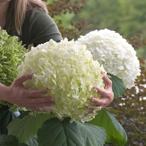 Plant Theory Incrediball Sevenbark Hydrangea Arborescens Shrub Plant 3L Pot