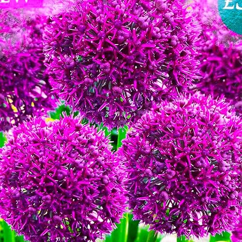 CSL sunrise Zierlauch Allium Ostara 5x Zwiebeln bis 80 cm Höhe, purpurfarbene bis rote Blütenbälle,winterhart und mehrjährig Blumenzwiebeln, bienenfreundlich
